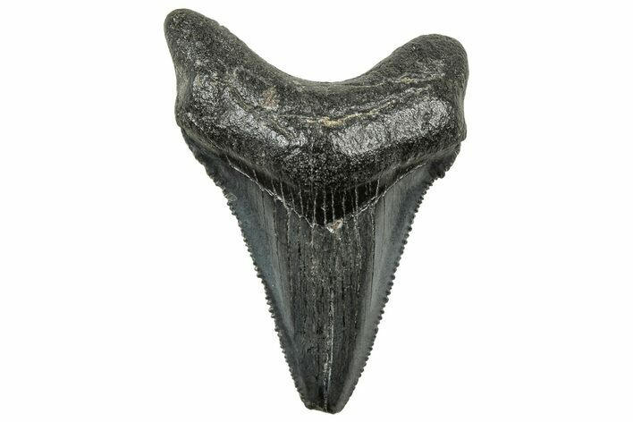 Serrated Chubutensis Tooth - Megalodon Ancestor #326350